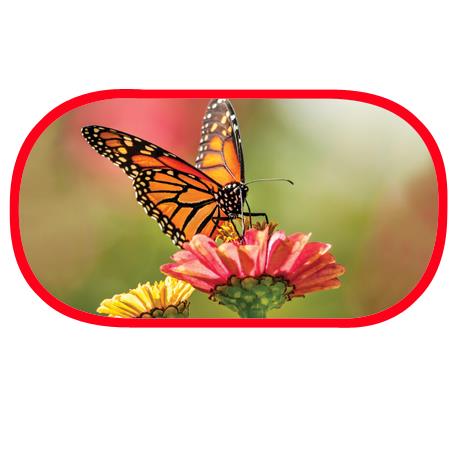 Butterfly Bubble Case
